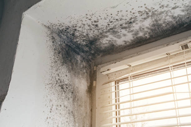 Affordable Mold Removal solutions in Warfield, VA